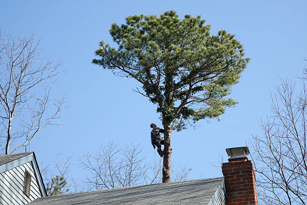 Pest Control for Lawns in Averill Park, NY