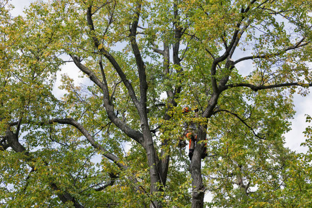 How Our Tree Care Process Works  in  Averill Park, NY